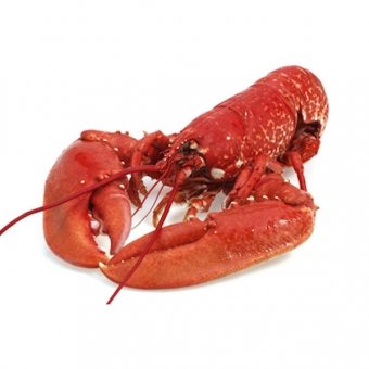 0.5L Schaaldieren bisque